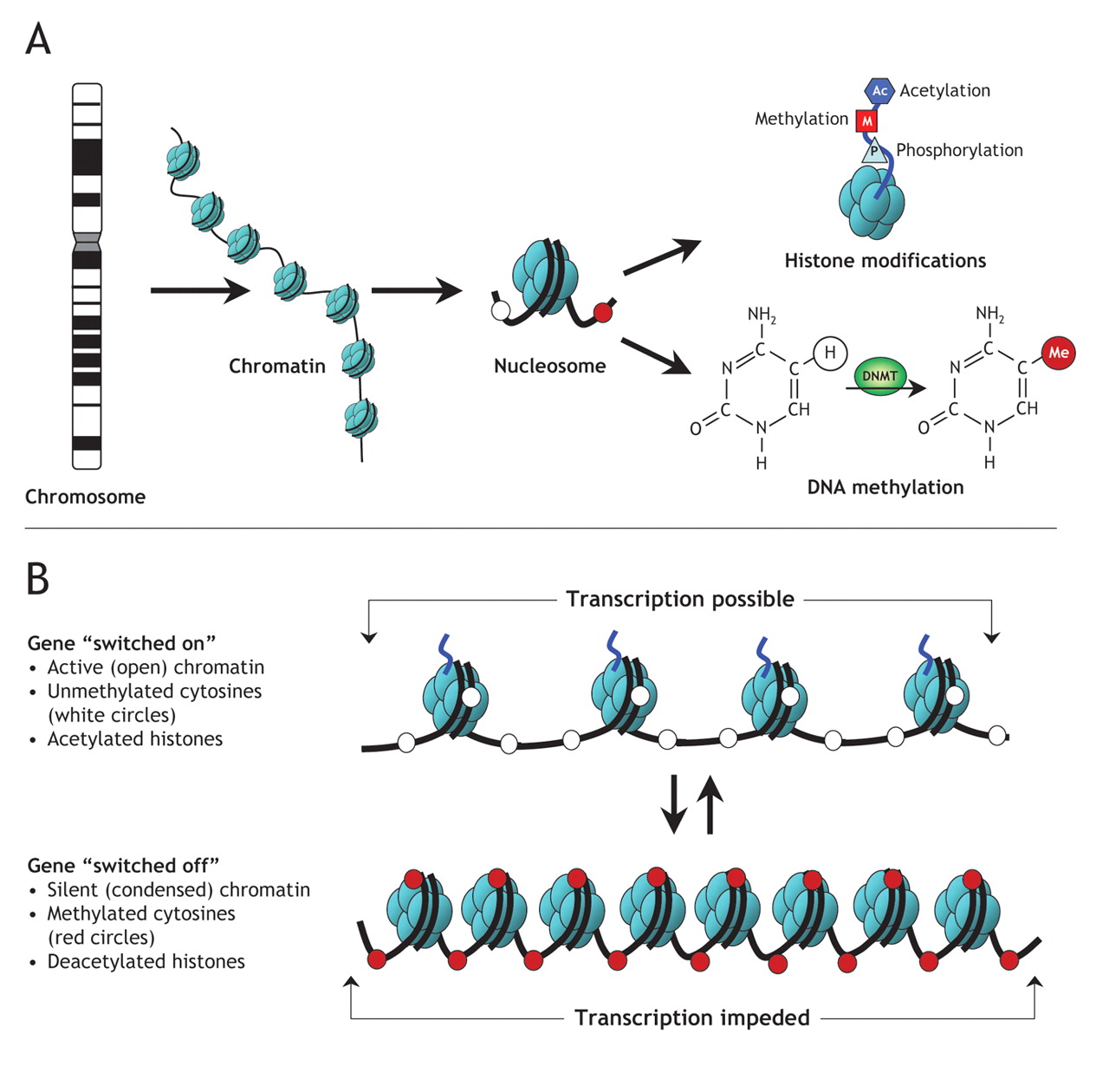 Lecture 17. epigenetics as a way to control gene By OpenStax (Page 19/19) |  Jobilize