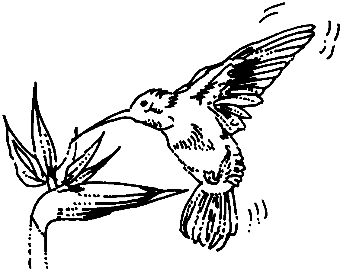 Mutualism Coloring Page Coloring Pages