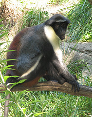 a diana monkey