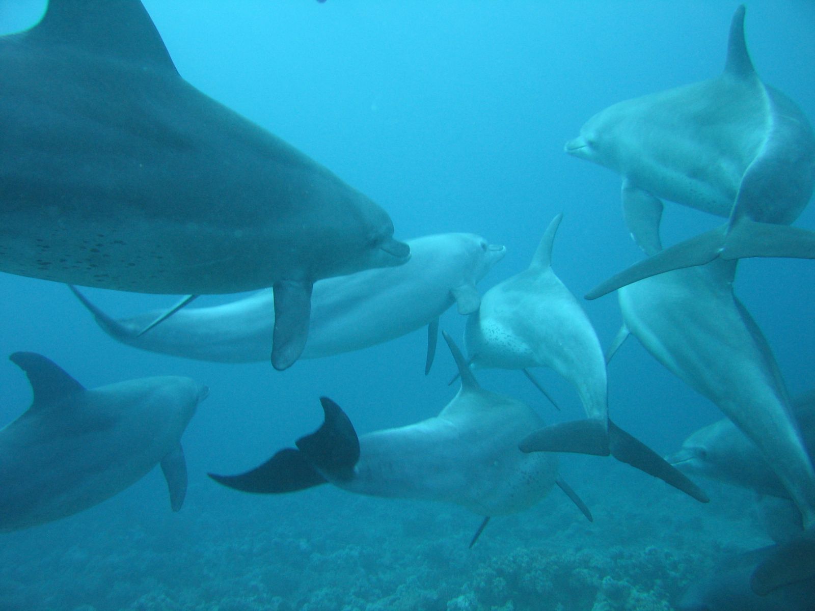 Nine bottlenose dolphins underwater.