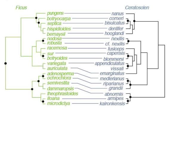 a diagram of Co-speciation of figs and their pollinators