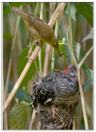 a warbler feeding a parasitic cuckoo chick.