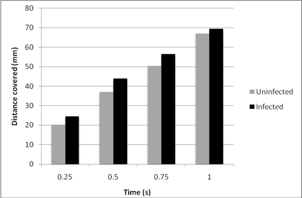 Distance covered by uninfected and infected hosts.