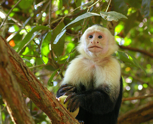 a white-faced Capuchin monkey
