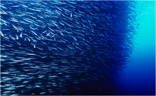 a big school of fish