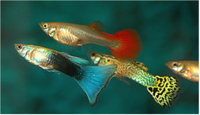 Trinidadian Guppies