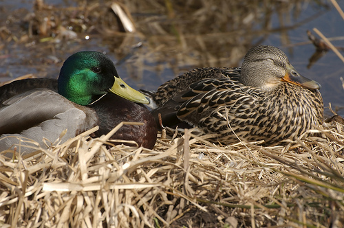 a male and a female mallard duck.