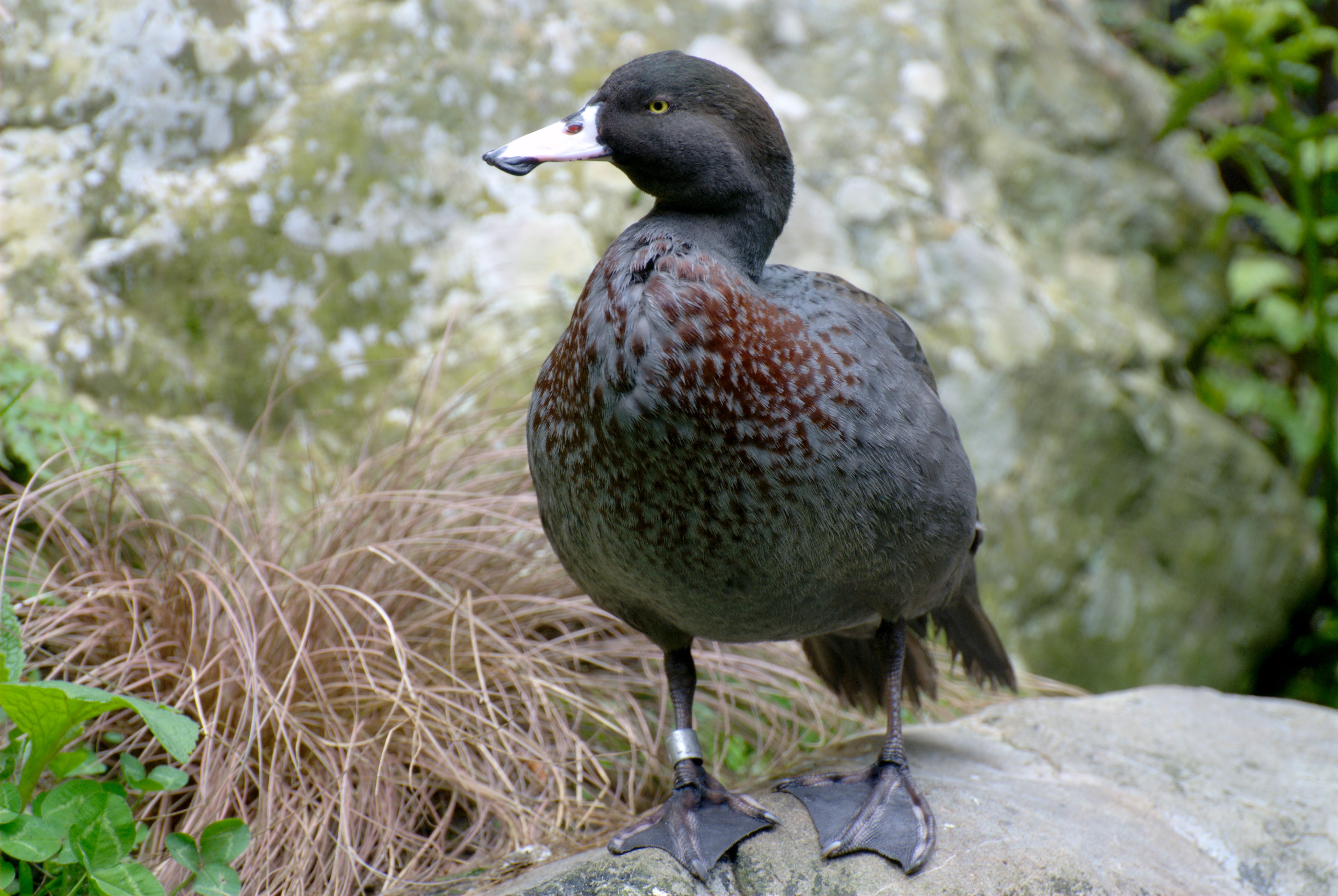 A blue duck