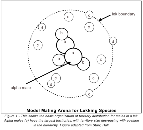 A figure showing the basic organization of territory mating in Lekking species