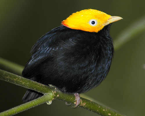 a golden-headed manakin