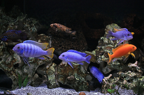 Lake Malawi Cichlids