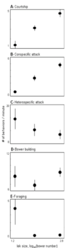 Five graphs showing courtship, conspecific attack, heterospecific attack, bower-building, or foraging behaviors as a function of lek size.