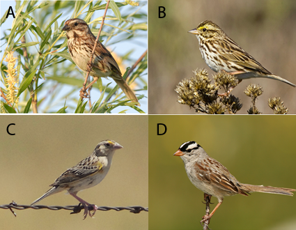 Four species of American sparrows
