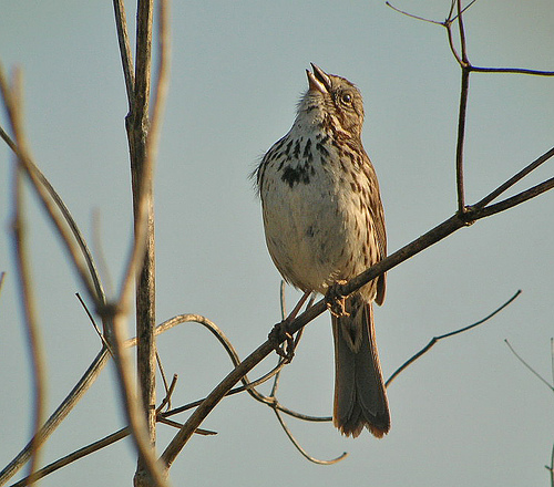 A song sparrow singing