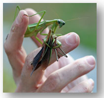 picture of female praying mantis cannibalizing mate