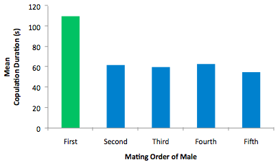 Duration of subsequent copulation sessions.