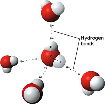 Structure of water, polar charge of water, and hydrogen bonds between water molecules