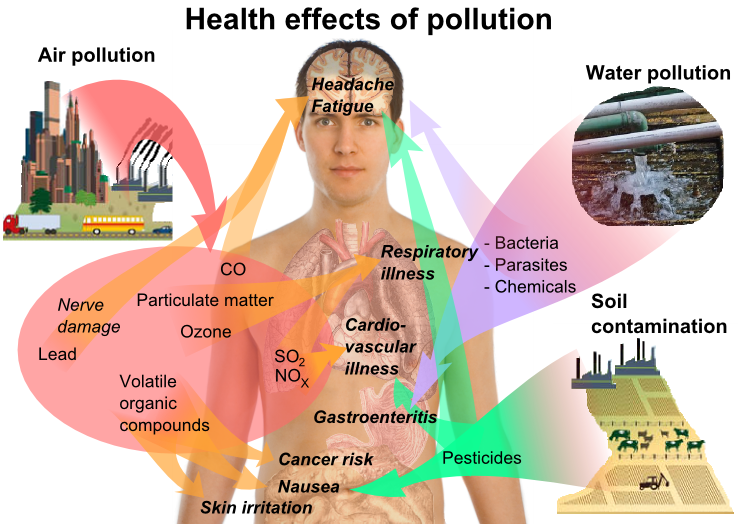 graphic of Human Health Effects of Environmental Pollution from Pollution Source to Receptor
