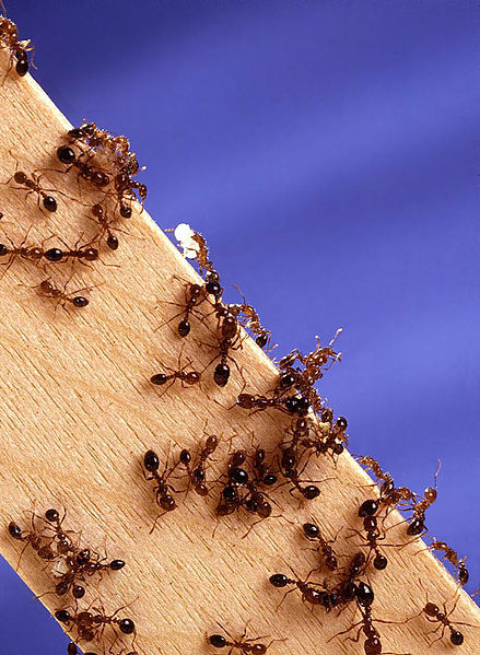 photograph of Fire Ants
