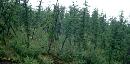 Drunken Forests of Siberia