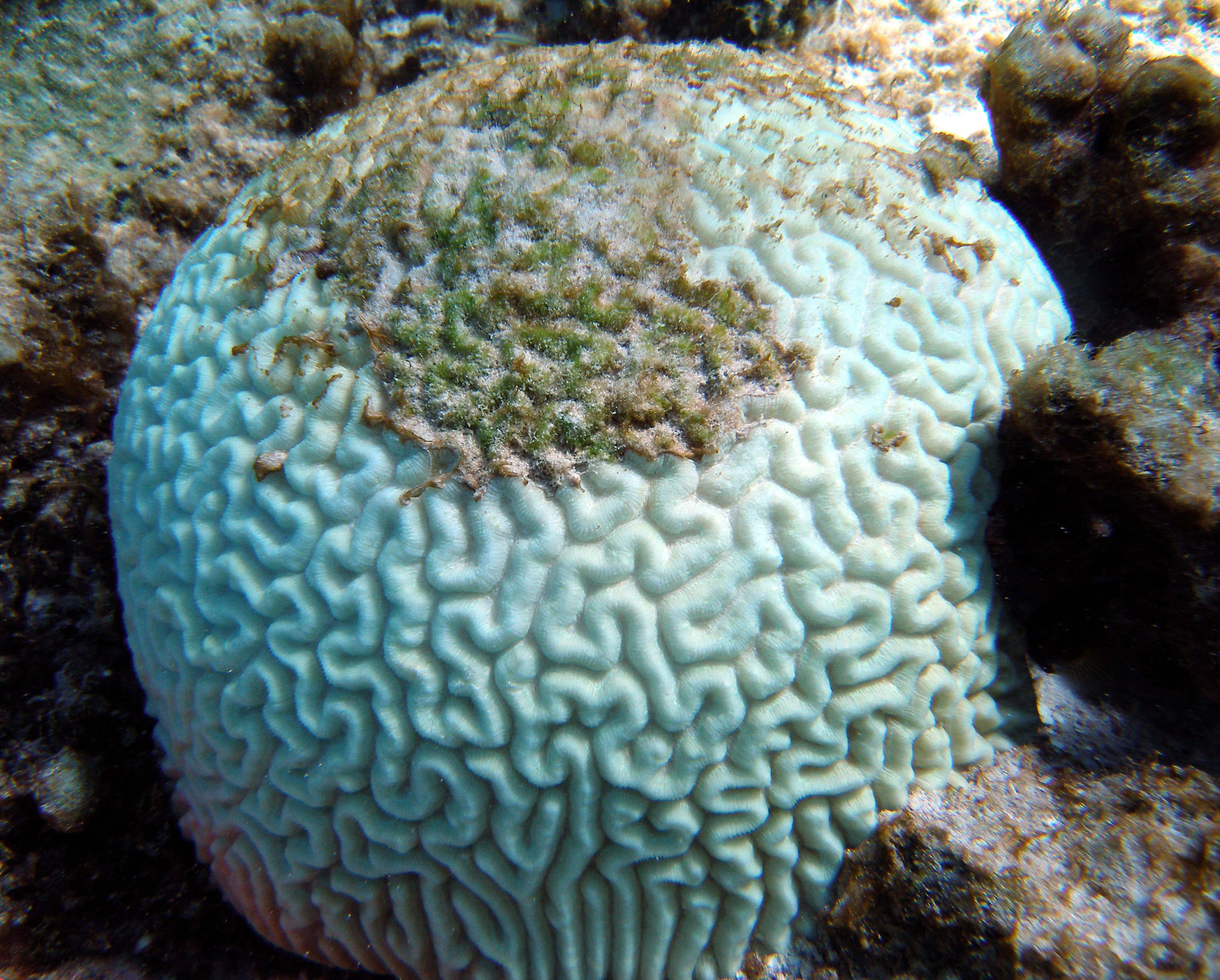 Coral Bleaching