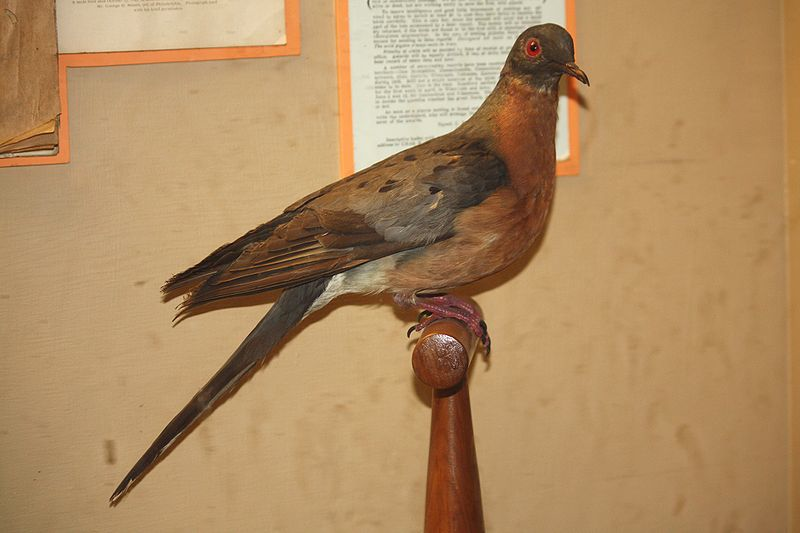 Passenger Pigeons