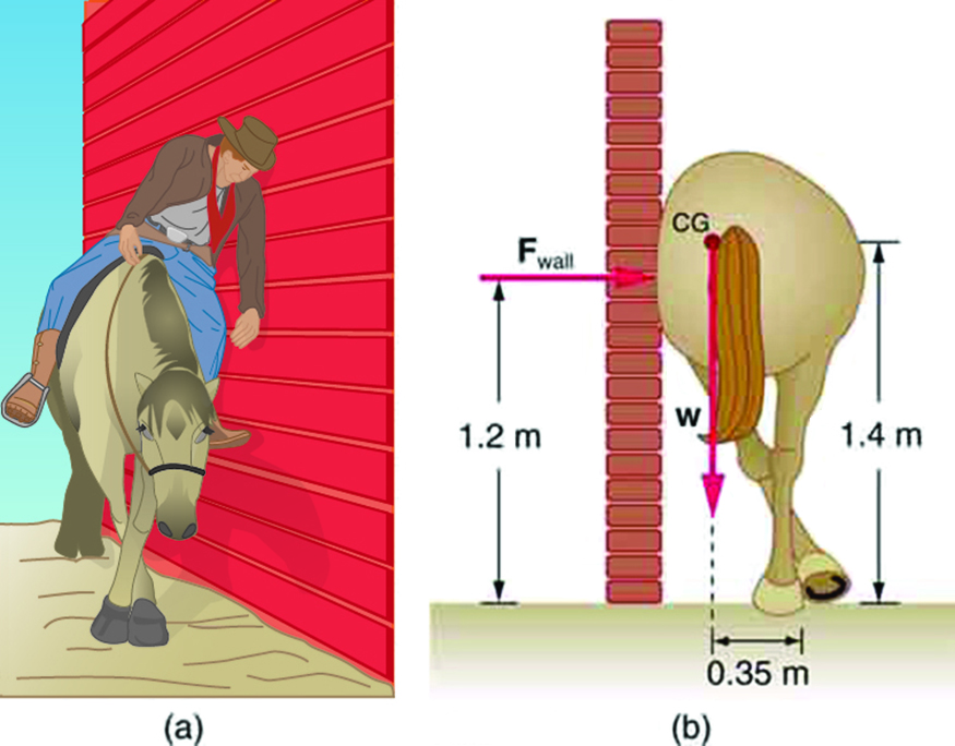 In part a, a horse is standing next to a wall with its legs crossed. A sleepy-looking rider is leaning against the wall. Part b is a drawing of the same horse from a rear view, but this time with no rider.  The horse is crossing its rear legs, and its rump is leaning against the wall. The reaction of the wall F is acting on the horse at a height one point two meters above the ground. The weight of the horse is acting at its center of gravity near the base of the tail. The center of gravity is one point four meters above the ground. The line of action of weight is zero point three five meters away from the feet of the horse.