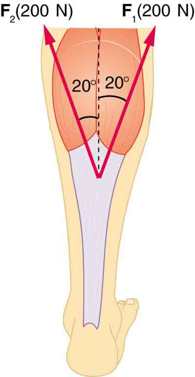 An Achilles tendon is shown in the figure. A vertical dotted line is shown at the middle of the top part. Two vectors inclined at twenty degree each with respect to the vertical dotted line are shown.