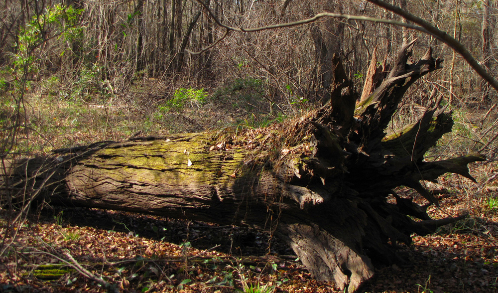 Photograph of an old tree in a forest that had fallen some time ago.