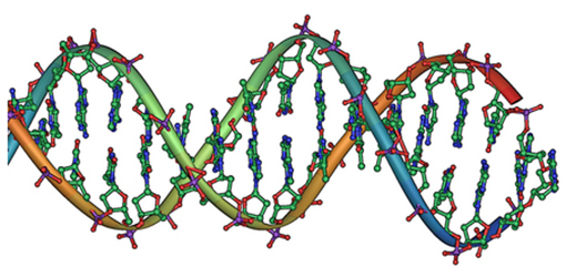 A double-helical D N A structure is shown in the figure.