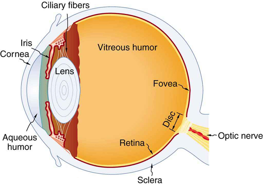 The figure depicts the internal structure of an eye with labels. These labels include cornea, iris, aqueous humor, ciliary fibers, lens, vitreous humor, retina, fovea, sclera disc, and optic nerve.