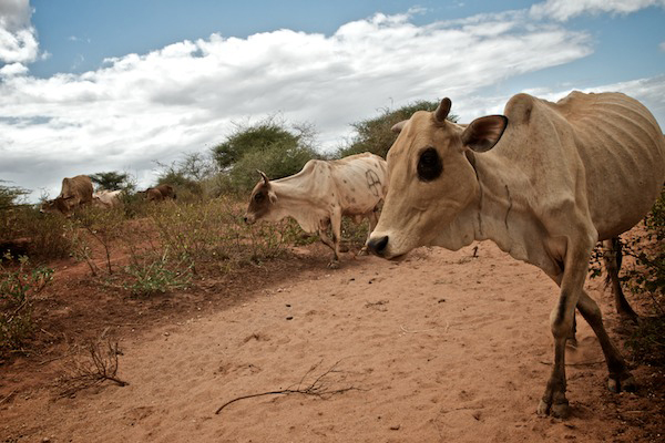 Skinny, sickly cows walking through dry dirt are shown here.