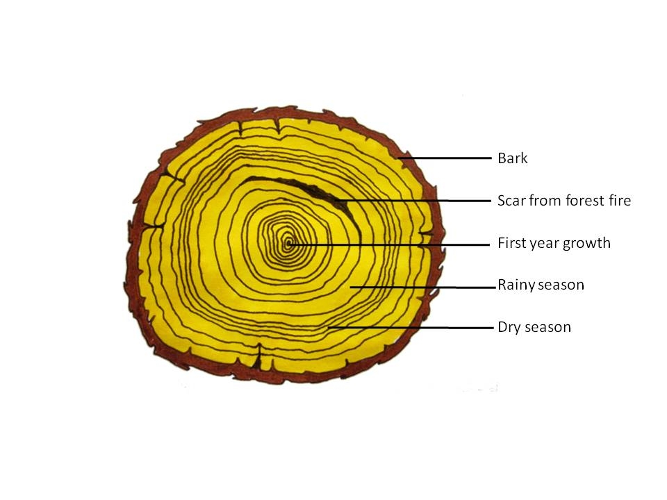 Dicotyledonous leaf, 2.1.1 - anatomy of dicotyledenous, By OpenStax ...