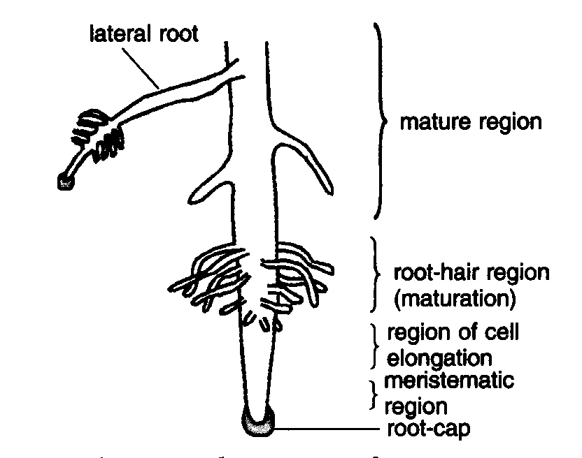 Primary Structure Of Dicot Root