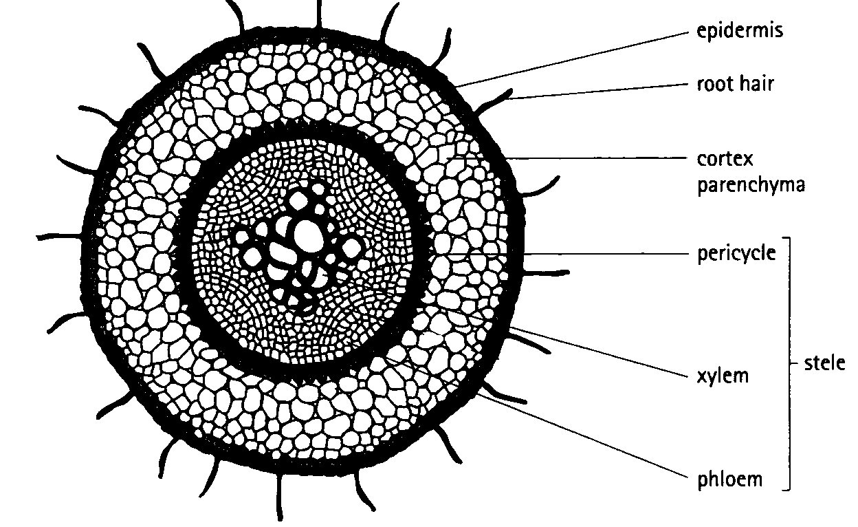 Dicot Root Model Labeled