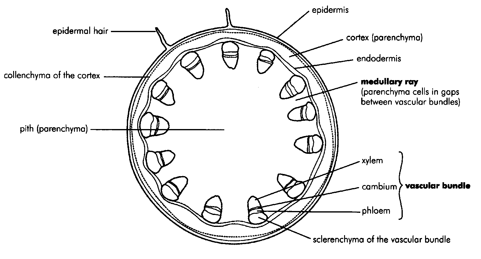 [DIAGRAM] Printable Stem Diagram - MYDIAGRAM.ONLINE