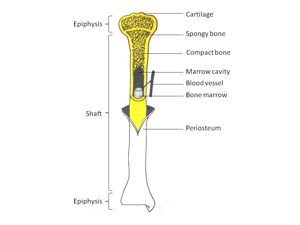 Long bone. Parts of Bone. Structure of long Bone.. Spongy. Long Bones.