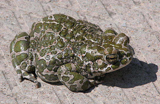 A photo shows a light-colored toad covered in bright green spots.