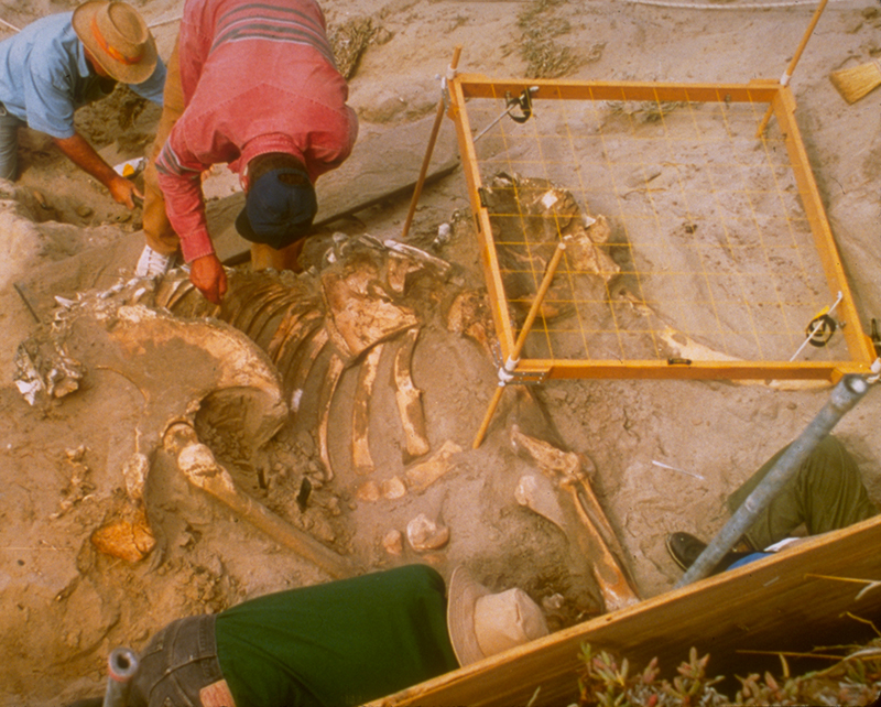 Photo shows scientists unearthing a mammoth skeleton.