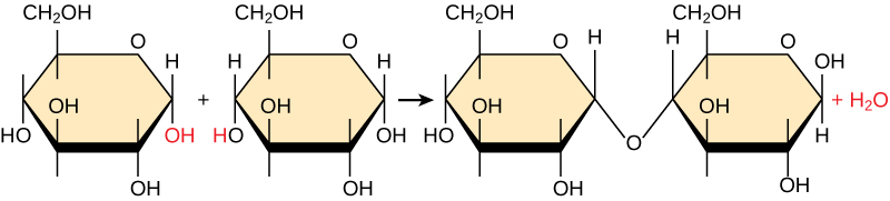 Shown is the reaction of two glucose monomers to form maltose. When maltose is formed, a water molecules is released.