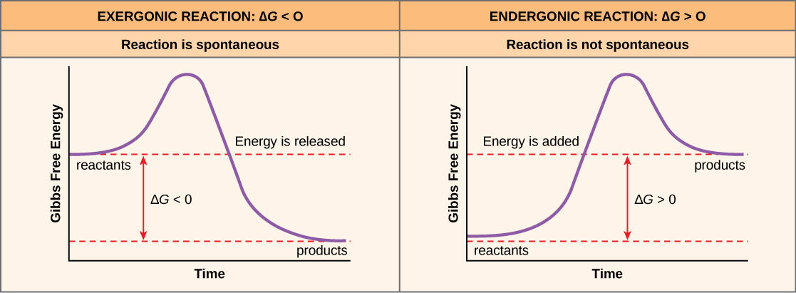 The two plots show the change in Gibbs free energy as reactants are converted to products. Gibbs free energy decreases with time for an exergonic reaction (left), and the reaction is spontaneous. Gibbs free energy increases with time for an exergonic reaction (right), and the reaction is not spontaneous