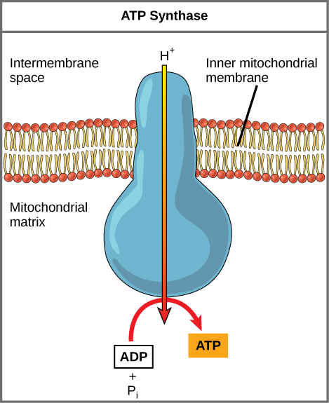 This illustration shows an ATP synthase enzyme embedded in the inner mitochondrial membrane. ATP synthase allows protons to move from an area of high concentration in the intermembrane space to an area of low concentration in the mitochondrial matrix. The energy derived from this exergonic process is used to synthesize ATP from ADP and inorganic phosphate.