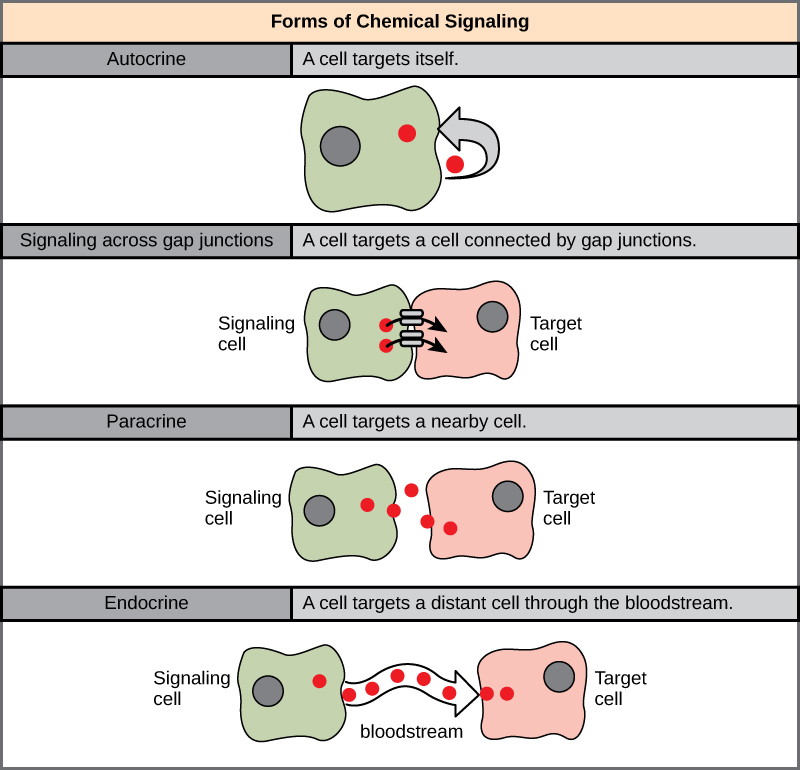 The illustration shows four forms of chemical signaling. In autocrine signaling, a cell targets itself. In signaling across a gap junction, a cell targets a cell connected via gap junctions. In paracrine signaling, a cell targets a nearby cell. In endocrine signaling, a cell targets a distant cell via the bloodstream