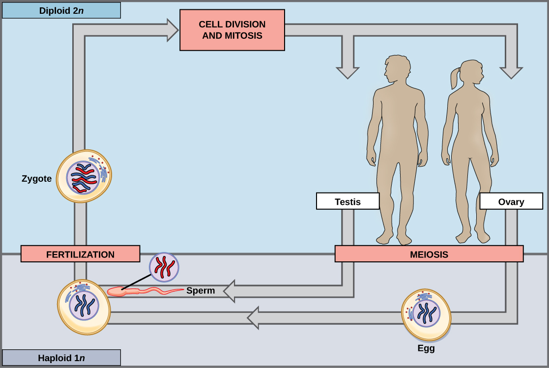 This illustration shows the life cycle of animals. Through meiosis, adult males produce haploid (1n) sperm, and adult females produce haploid eggs. Upon fertilization, a diploid (2n) zygote forms, which, through mitosis and cell division, grows into an adult.