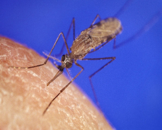 Photo a shows the Anopheles gambiae mosquito, which carries malaria.