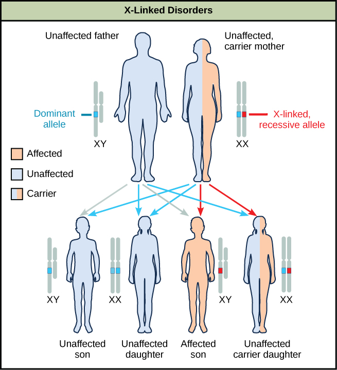 A diagram shows an unaffected father with a dominant allele and an unaffected carrier mother with an x-linked recessive allele. Four figures of offspring are shown representing the various resulting genetic combinations: unaffected son, unaffected daughter, affected son, and unaffected carrier daughter.