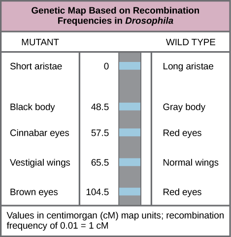 The illustration shows a Drosophila genetic map. The gene for aristae length occurs at 0 centimorgans, or cM. The gene for body color occurs at 48.5 cM. The gene for red versus cinnabar eye color occurs at 57.5 cM. The gene for wing length occurs at 65.5 cM, and the gene for red versus brown eye color occurs at 104.5 cM. One cM is equivalent to a recombination frequency of 0.01.