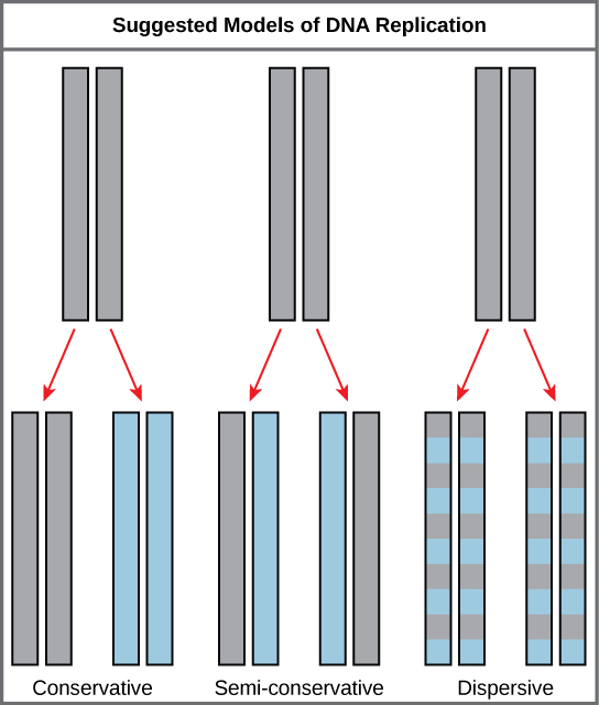 Illustration shows the conservative, semi-conservative, and dispersive models of DNA synthesis. In the conservative model, when DNA is replicated and both newly synthesized strands are paired together. In the semi-conservative model, each newly synthesized strand pairs with a parent strand. In the dispersive model, newly synthesized DNA is interspersed with parent DNA within both DNA strands.