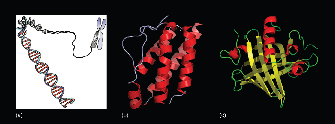 Molecular models show a DNA double helix that is packed in a chromosome in Part a, and two proteins are shown in Parts b and c.