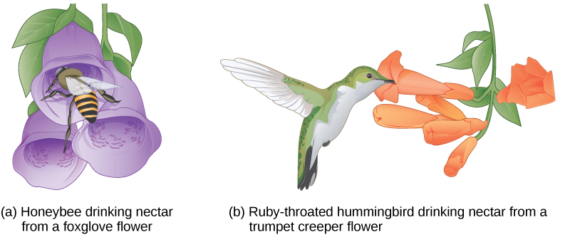 Illustration a shows a bee collecting pollen from a bright purple foxglove flower. The bee’s body fits inside the bell-like flower. Illustration B shows a hummingbird drinking nectar from a long tube-like trumpet creeper flower.